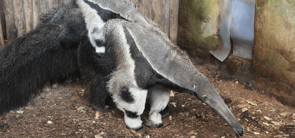 Großer Ameisenbär mit Jungen